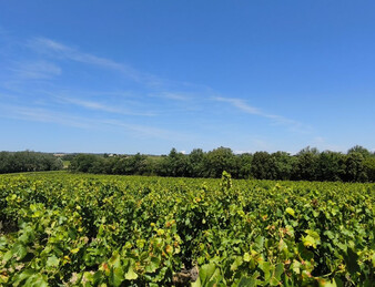 - EXCEPTIONNEL ET DROME PROVENCALE. RARE - ILOT DE 20 HECTARES DE VIGNES ET TRUFFIERS