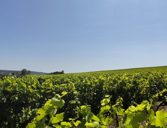 - EXCEPTIONNEL ET DROME PROVENCALE. RARE - ILOT DE 20 HECTARES DE VIGNES ET TRUFFIERS
