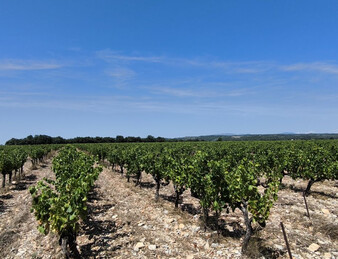 - EXCEPTIONNEL ET DROME PROVENCALE. RARE - ILOT DE 20 HECTARES DE VIGNES ET TRUFFIERS