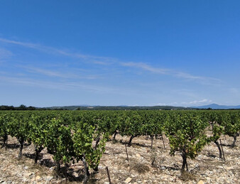 - EXCEPTIONNEL ET DROME PROVENCALE. RARE - ILOT DE 20 HECTARES DE VIGNES ET TRUFFIERS