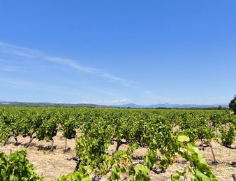 - EXCEPTIONNEL ET DROME PROVENCALE. RARE - ILOT DE 20 HECTARES DE VIGNES ET TRUFFIERS