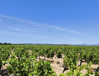 - EXCEPTIONNEL ET DROME PROVENCALE. RARE - ILOT DE 20 HECTARES DE VIGNES ET TRUFFIERS