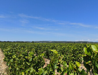 - EXCEPTIONNEL ET DROME PROVENCALE. RARE - ILOT DE 20 HECTARES DE VIGNES ET TRUFFIERS