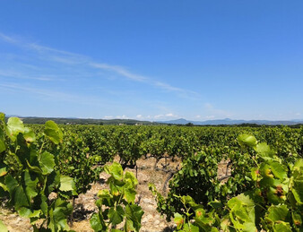 - EXCEPTIONNEL ET DROME PROVENCALE. RARE - ILOT DE 20 HECTARES DE VIGNES ET TRUFFIERS