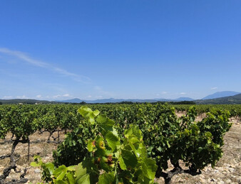 - EXCEPTIONNEL ET DROME PROVENCALE. RARE - ILOT DE 20 HECTARES DE VIGNES ET TRUFFIERS
