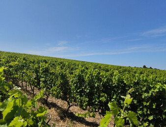- EXCEPTIONNEL ET DROME PROVENCALE. RARE - ILOT DE 20 HECTARES DE VIGNES ET TRUFFIERS