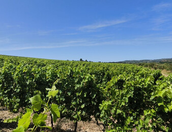- EXCEPTIONNEL ET DROME PROVENCALE. RARE - ILOT DE 20 HECTARES DE VIGNES ET TRUFFIERS