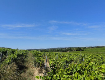 - EXCEPTIONNEL ET DROME PROVENCALE. RARE - ILOT DE 20 HECTARES DE VIGNES ET TRUFFIERS
