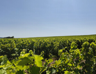 - EXCEPTIONNEL ET DROME PROVENCALE. RARE - ILOT DE 20 HECTARES DE VIGNES ET TRUFFIERS