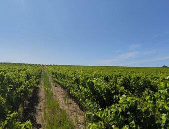 - EXCEPTIONNEL ET DROME PROVENCALE. RARE - ILOT DE 20 HECTARES DE VIGNES ET TRUFFIERS