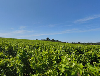 - EXCEPTIONNEL ET DROME PROVENCALE. RARE - ILOT DE 20 HECTARES DE VIGNES ET TRUFFIERS