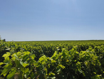- EXCEPTIONNEL ET DROME PROVENCALE. RARE - ILOT DE 20 HECTARES DE VIGNES ET TRUFFIERS