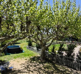 EN PROVENCE VISAN. 15 HECT VIGNES. TRUFFIERS. OLIVIERS. MAS 267 m2  MODULABLE. DEPENDANCES.PUITS.