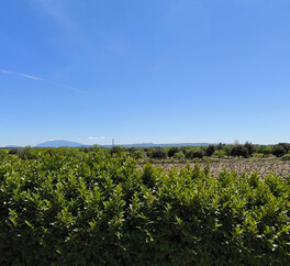 EN PROVENCE VISAN. 15 HECT VIGNES. TRUFFIERS. OLIVIERS. MAS 267 m2  MODULABLE. DEPENDANCES.PUITS.