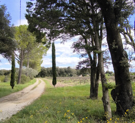 EN PROVENCE VISAN. 15 HECT VIGNES. TRUFFIERS. OLIVIERS. MAS 267 m2  MODULABLE. DEPENDANCES.PUITS.