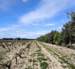 EN PROVENCE VISAN. 15 HECT VIGNES. TRUFFIERS. OLIVIERS. MAS 267 m2  MODULABLE. DEPENDANCES.PUITS.