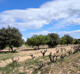 EN PROVENCE VISAN. 15 HECT VIGNES. TRUFFIERS. OLIVIERS. MAS 267 m2  MODULABLE. DEPENDANCES.PUITS.