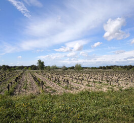 EN PROVENCE VISAN. 15 HECT VIGNES. TRUFFIERS. OLIVIERS. MAS 267 m2  MODULABLE. DEPENDANCES.PUITS.