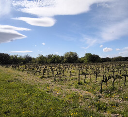 EN PROVENCE VISAN. 15 HECT VIGNES. TRUFFIERS. OLIVIERS. MAS 267 m2  MODULABLE. DEPENDANCES.PUITS.