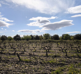 EN PROVENCE VISAN. 15 HECT VIGNES. TRUFFIERS. OLIVIERS. MAS 267 m2  MODULABLE. DEPENDANCES.PUITS.