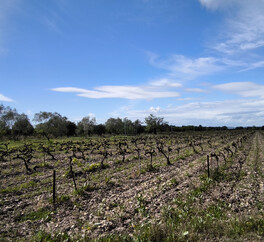 EN PROVENCE VISAN. 15 HECT VIGNES. TRUFFIERS. OLIVIERS. MAS 267 m2  MODULABLE. DEPENDANCES.PUITS.