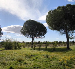 EN PROVENCE VISAN. 15 HECT VIGNES. TRUFFIERS. OLIVIERS. MAS 267 m2  MODULABLE. DEPENDANCES.PUITS.
