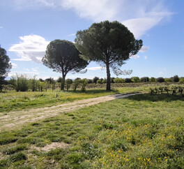 EN PROVENCE VISAN. 15 HECT VIGNES. TRUFFIERS. OLIVIERS. MAS 267 m2  MODULABLE. DEPENDANCES.PUITS.