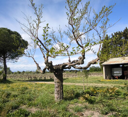 EN PROVENCE VISAN. 15 HECT VIGNES. TRUFFIERS. OLIVIERS. MAS 267 m2  MODULABLE. DEPENDANCES.PUITS.