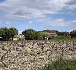 EN PROVENCE VISAN. 15 HECT VIGNES. TRUFFIERS. OLIVIERS. MAS 267 m2  MODULABLE. DEPENDANCES.PUITS.