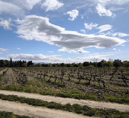 EN PROVENCE VISAN. 15 HECT VIGNES. TRUFFIERS. OLIVIERS. MAS 267 m2  MODULABLE. DEPENDANCES.PUITS.