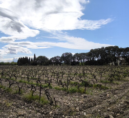EN PROVENCE VISAN. 15 HECT VIGNES. TRUFFIERS. OLIVIERS. MAS 267 m2  MODULABLE. DEPENDANCES.PUITS.