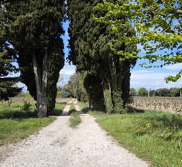 EN PROVENCE VISAN. 15 HECT VIGNES. TRUFFIERS. OLIVIERS. MAS 267 m2  MODULABLE. DEPENDANCES.PUITS.