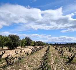 EN PROVENCE VISAN. 15 HECT VIGNES. TRUFFIERS. OLIVIERS. MAS 267 m2  MODULABLE. DEPENDANCES.PUITS.