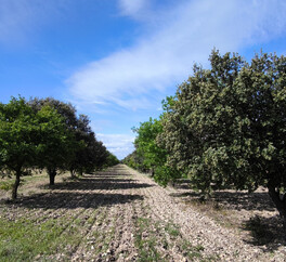 EN PROVENCE VISAN. 15 HECT VIGNES. TRUFFIERS. OLIVIERS. MAS 267 m2  MODULABLE. DEPENDANCES.PUITS.