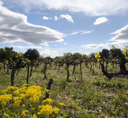 EN PROVENCE VISAN. 15 HECT VIGNES. TRUFFIERS. OLIVIERS. MAS 267 m2  MODULABLE. DEPENDANCES.PUITS.