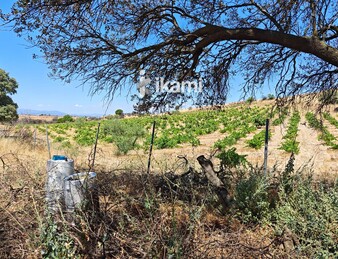 Casa de 180m2 en finca agrícola de de 5.6 HA. en Calypo, Toledo