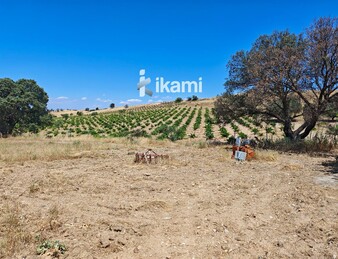 Casa de 180m2 en finca agrícola de de 5.6 HA. en Calypo, Toledo