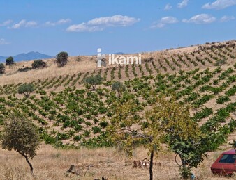 Casa de 180m2 en finca agrícola de de 5.6 HA. en Calypo, Toledo